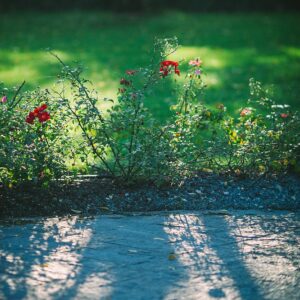 blooming flowers growing near green lawn