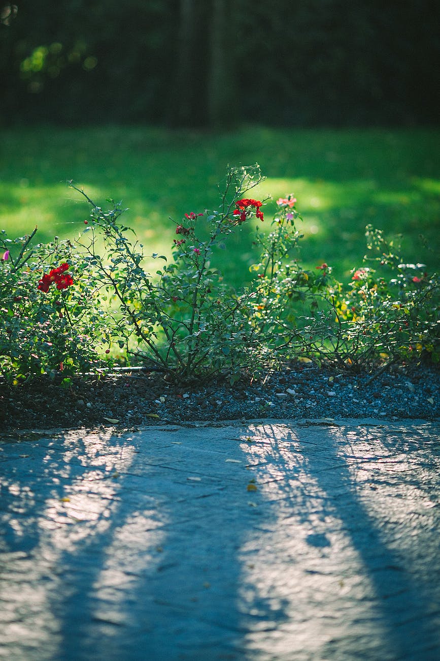 blooming flowers growing near green lawn