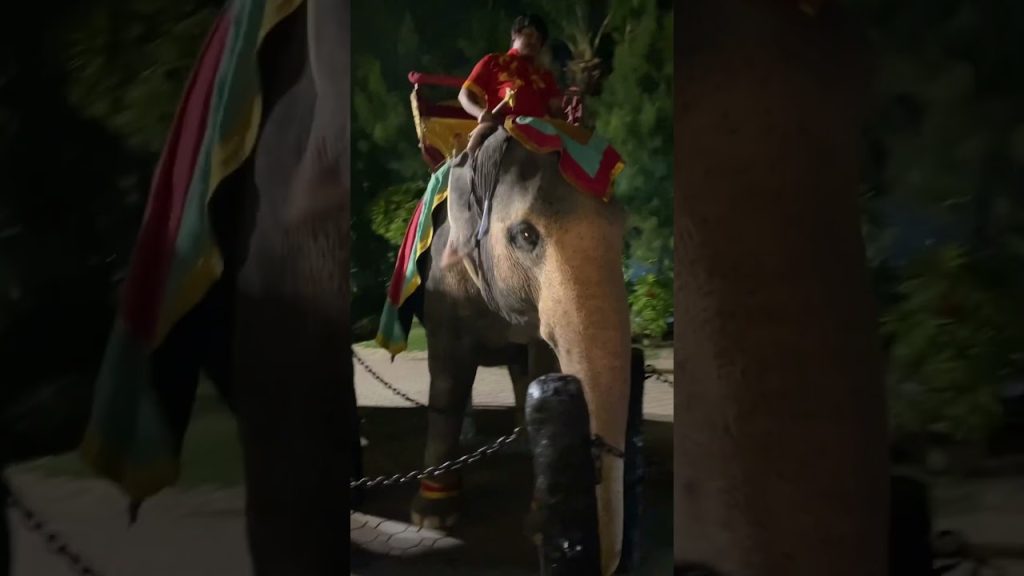 #shortvideo #travel #triptrip #travelblog #phuketfantasea #thailand #asia #elephant #shorts #journey