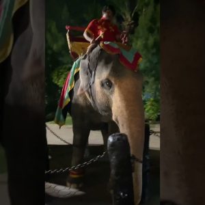 #shortvideo #travel #triptrip #travelblog #phuketfantasea #thailand #asia #elephant #shorts #journey