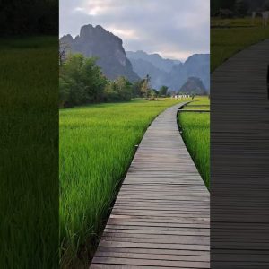 Rice & loom.   #traveler #blogger #travel #travelblogger #laos #laostrip #wanderlust #asia #blog